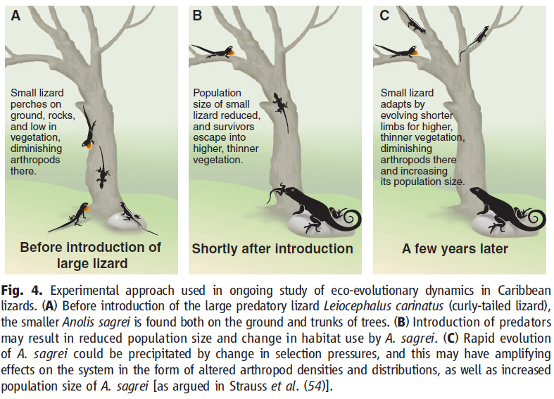 Evolution Meets Ecology - Anole Annals