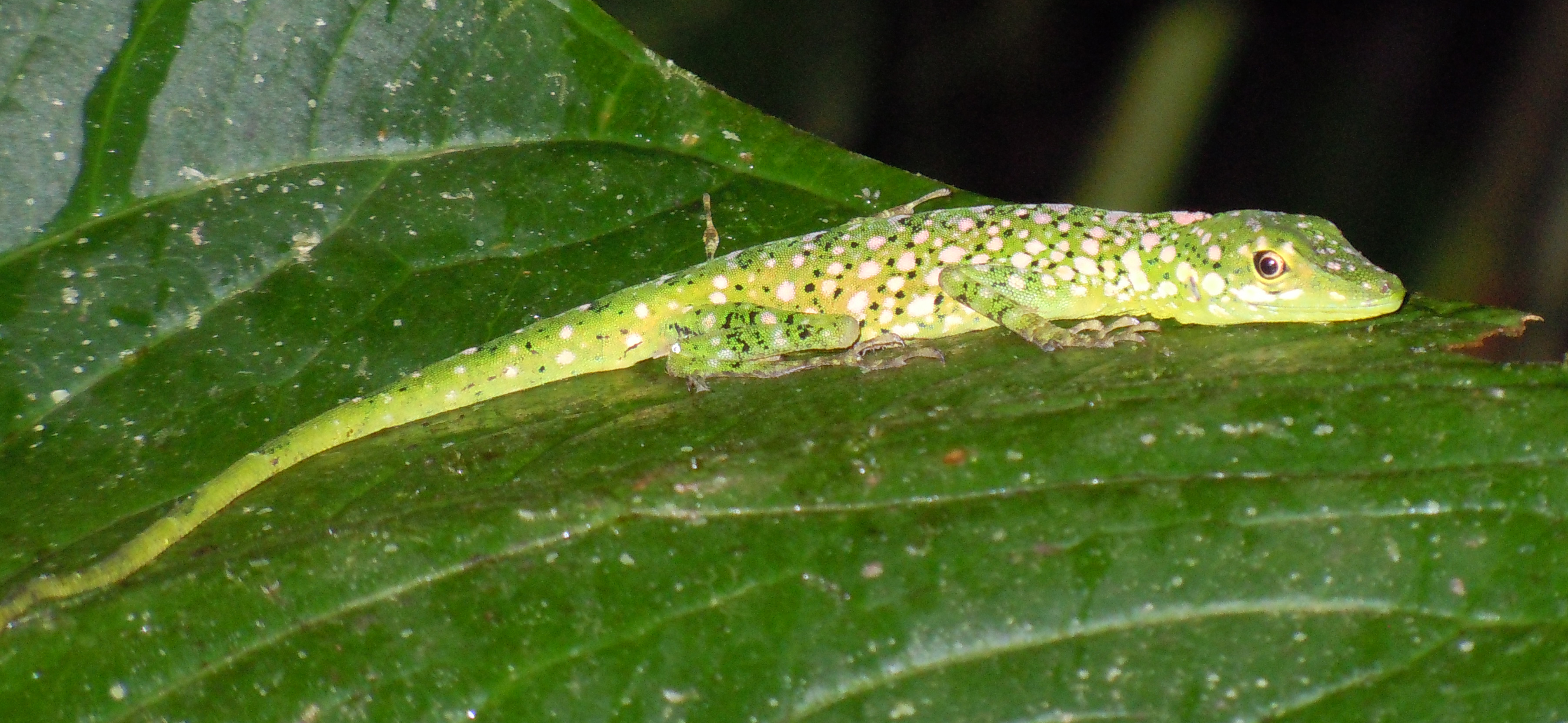 anolis porcatus