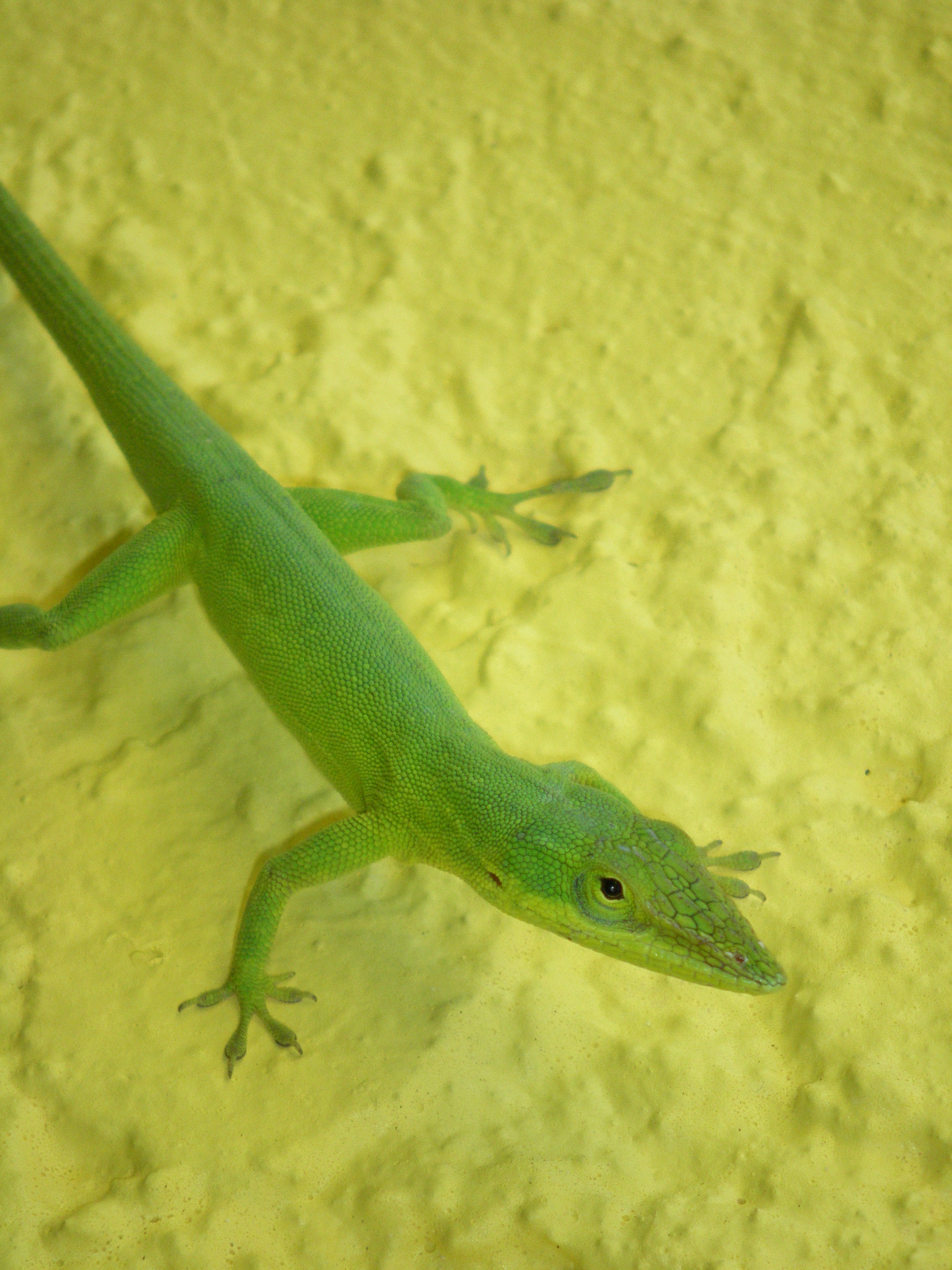 a-horrible-name-for-a-beautiful-lizard-anole-annals