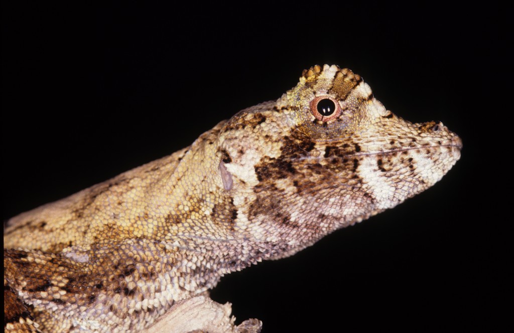 Anolis Capito