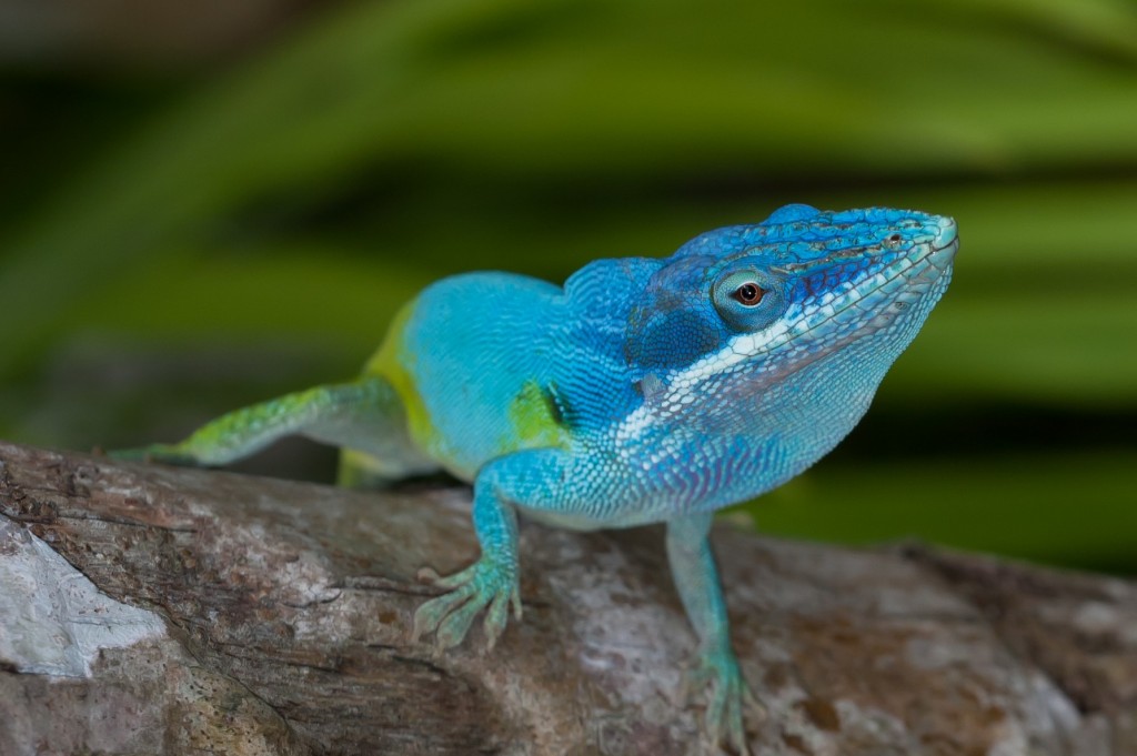 Electoral Map Awash In Blue In Anole Photo Contest | Science and Technology