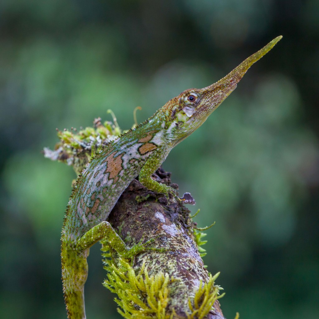 SICB 2015: Anolis proboscis Display Behavior - Anole Annals