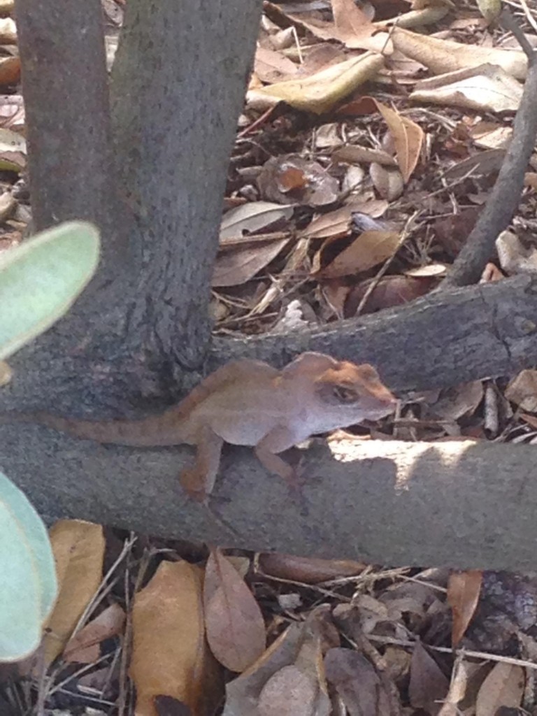 non-native-anole-in-florida-what-species-is-this-anole-annals