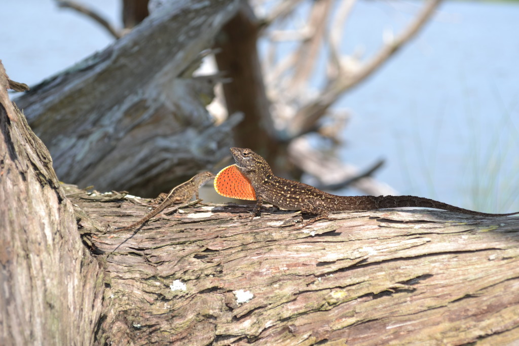 Does Perch Availability Affect Reproduction In Brown Anoles? - Anole Annals