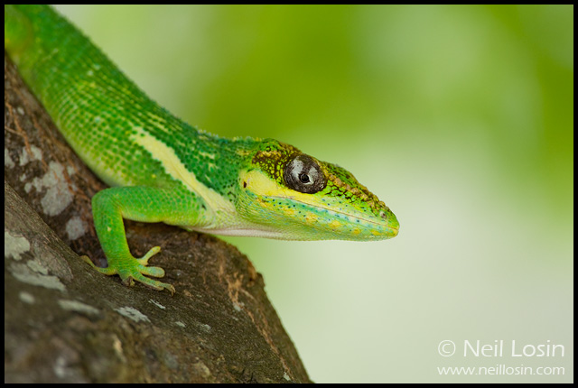 Introduced Herps of the Caribbean | Anole Annals