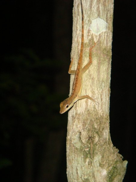 Predation On Anoles – A Revisit To The Turks And Caicos – Anole Annals