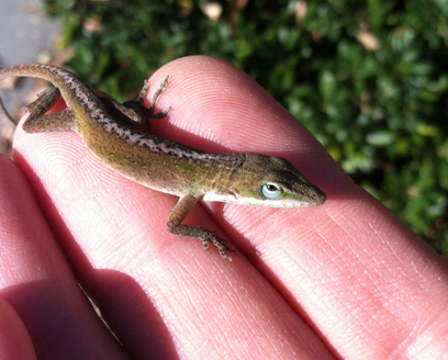 Actual Anoles at SICB 2012 – Anole Annals