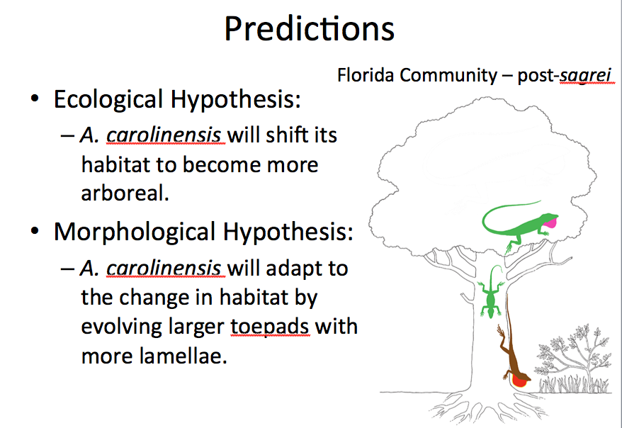 evolution-meeting-2012-rapid-character-displacement-in-green-anoles