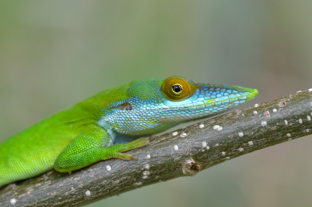 Lizard Color: Singing The Blues On Roatan – Anole Annals