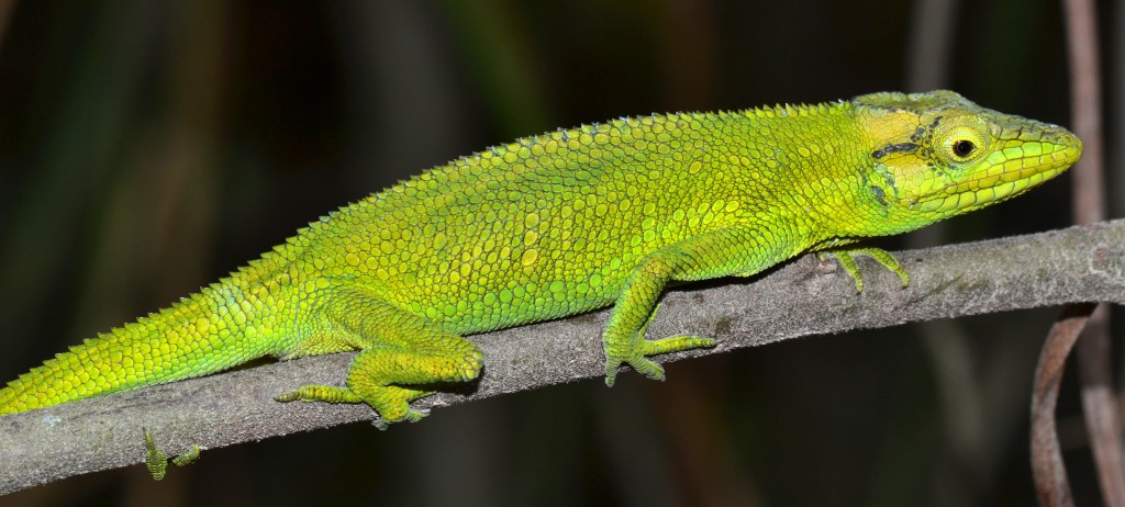 Habitat Fragmentation And Population Biology Of A High Andean Lizard ...