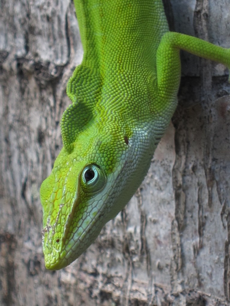 Anolis Carolinensis/Porcatus Hybrid? | Anole Annals