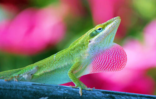 This Anole Didn’t Get The Memo On Where To Stick Out His Dewlap – Anole ...