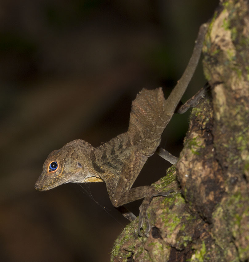 Lowland Anolis Gundlachi – Anole Annals