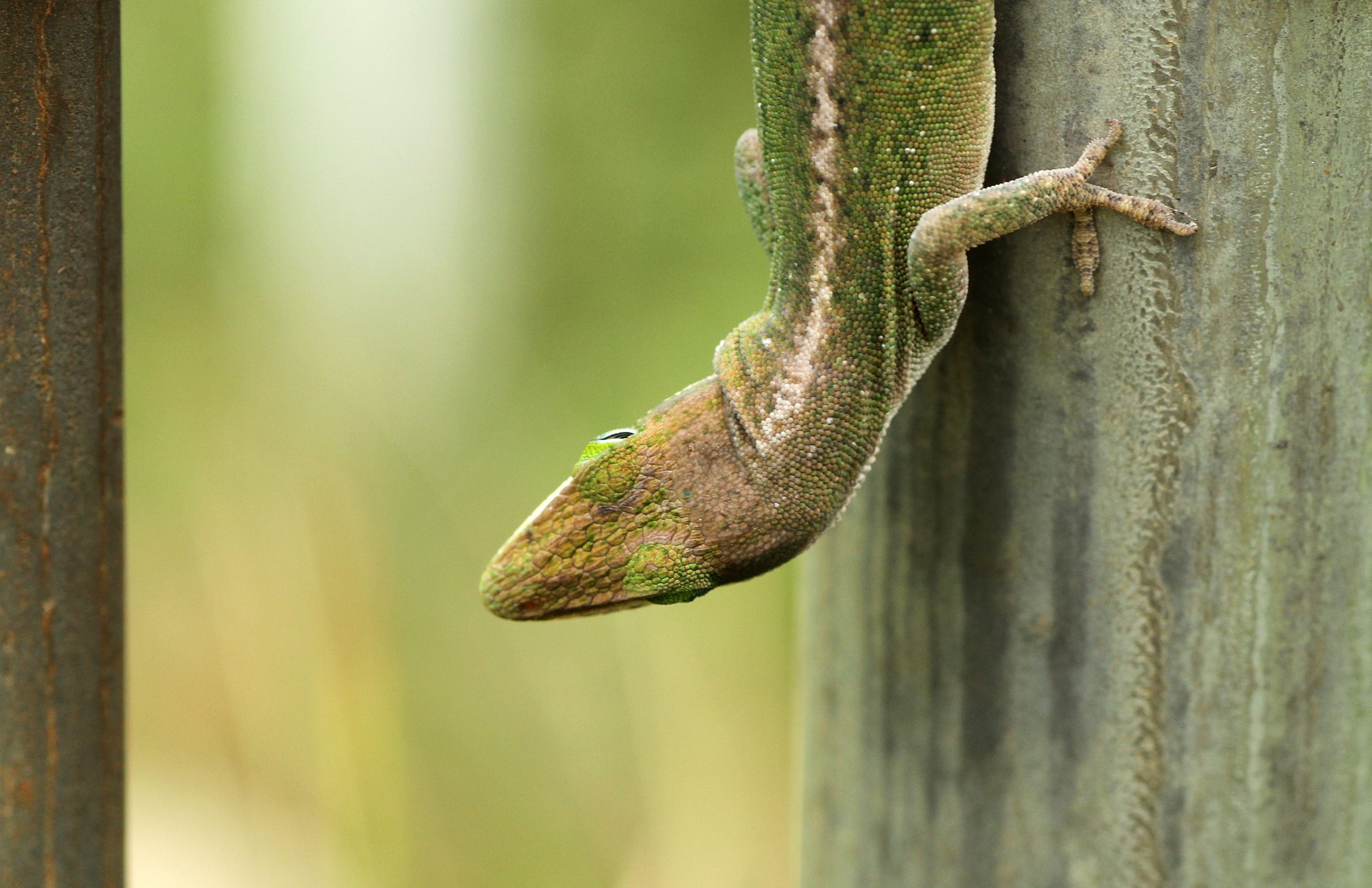 Cusick_FL_carolinensis_4top of head – Anole Annals