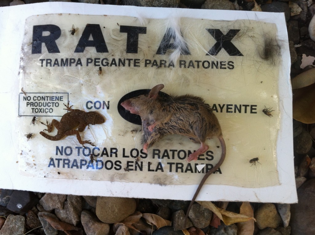 Lizard Stuck to a Glue Trap