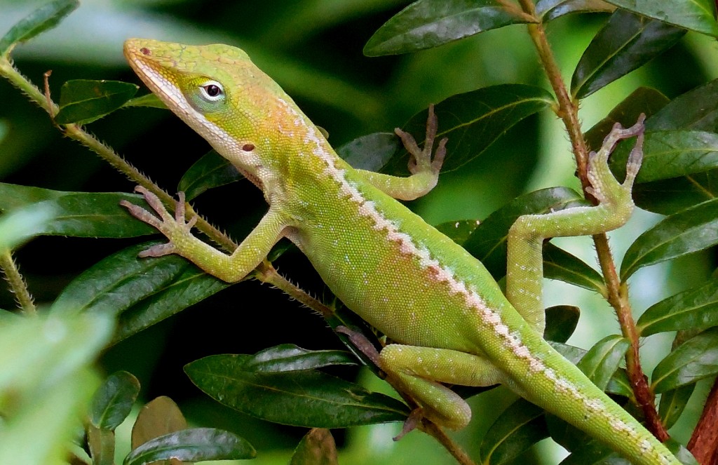 Testing Predictions about Transposable Elements in Anolis carolinensis ...