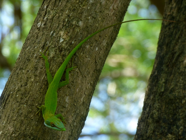 Help Identify Herptiles from Roatán – Anole Annals