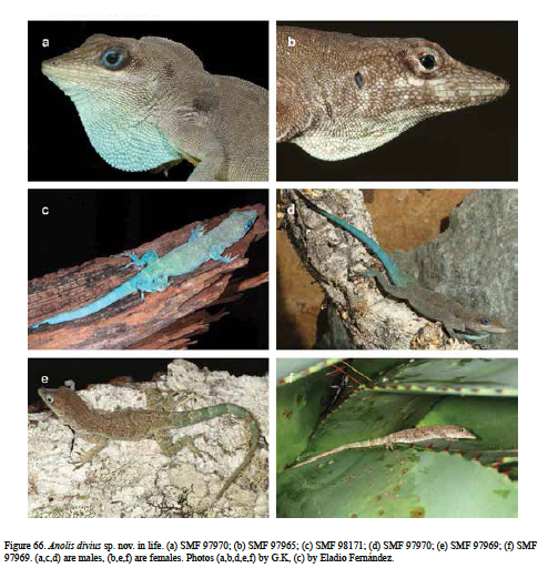 Hispaniolan Green Anoles Sundered: Four Species Split Into Sixteen 