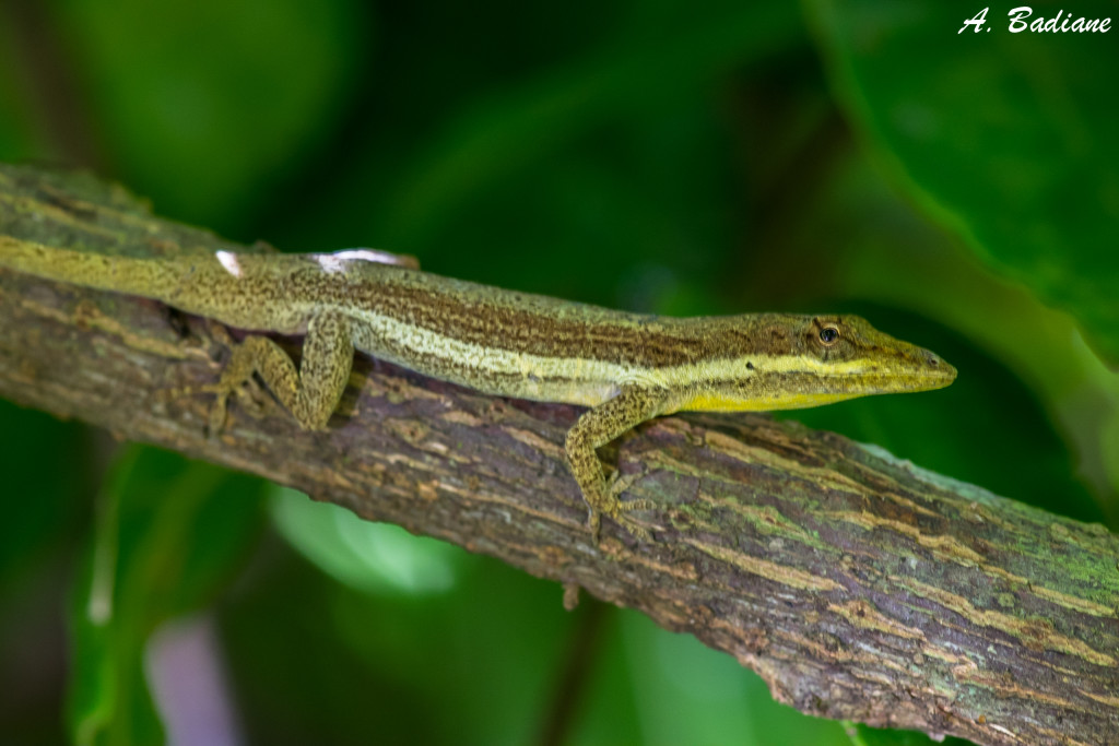 Some Anoles from Cuba – Help for ID | Anole Annals