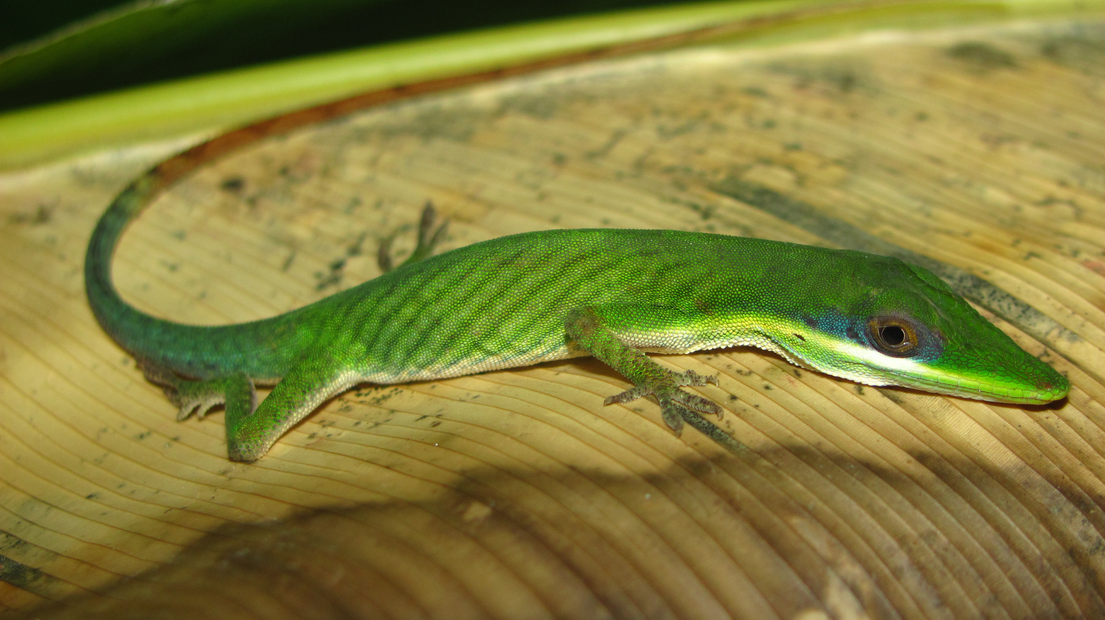 Legendary Brazilian Anoles Rediscovered Anole Annals