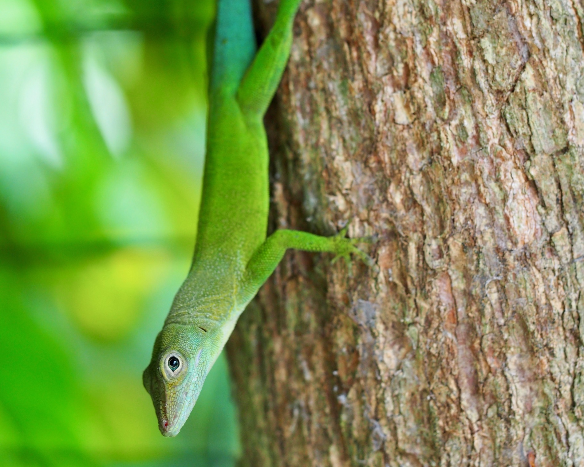 OLYMPUS DIGITAL CAMERA – Anole Annals