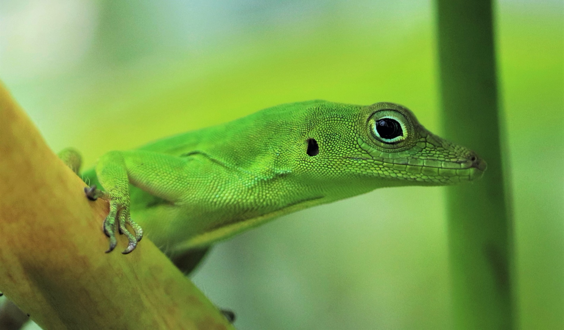 071_evermanni – Anole Annals