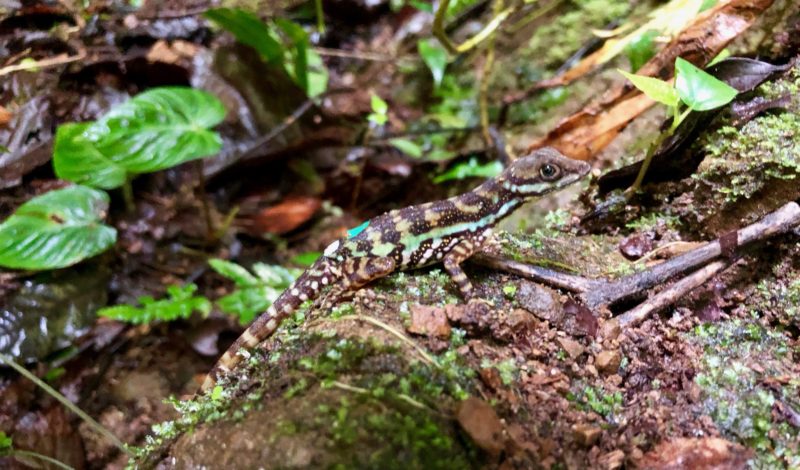 Tail Autotomy Is Associated with Boldness in Male but Not Female Water ...