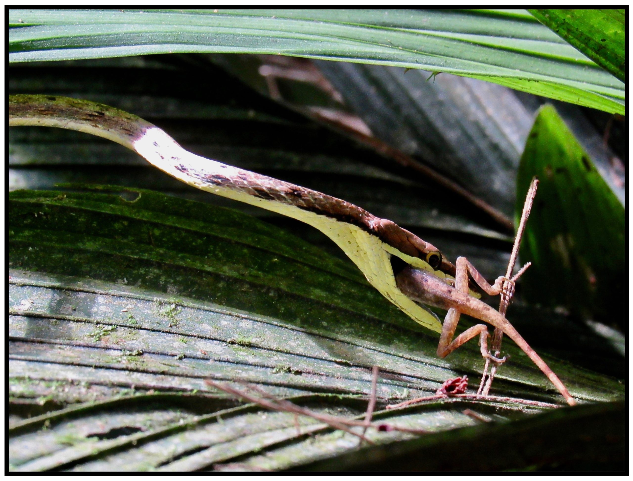 Ecomorphology Of La Selva Anoles Anole Annals