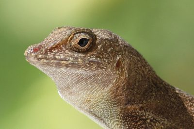 The Genomic Undercarriage Of Thermal Plasticity In Puerto Rican Anoles 