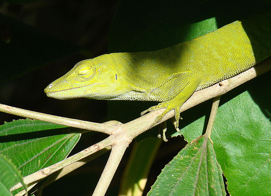 Surveying Claw and Toepad Diversity Across Anole Adaptive Radiations