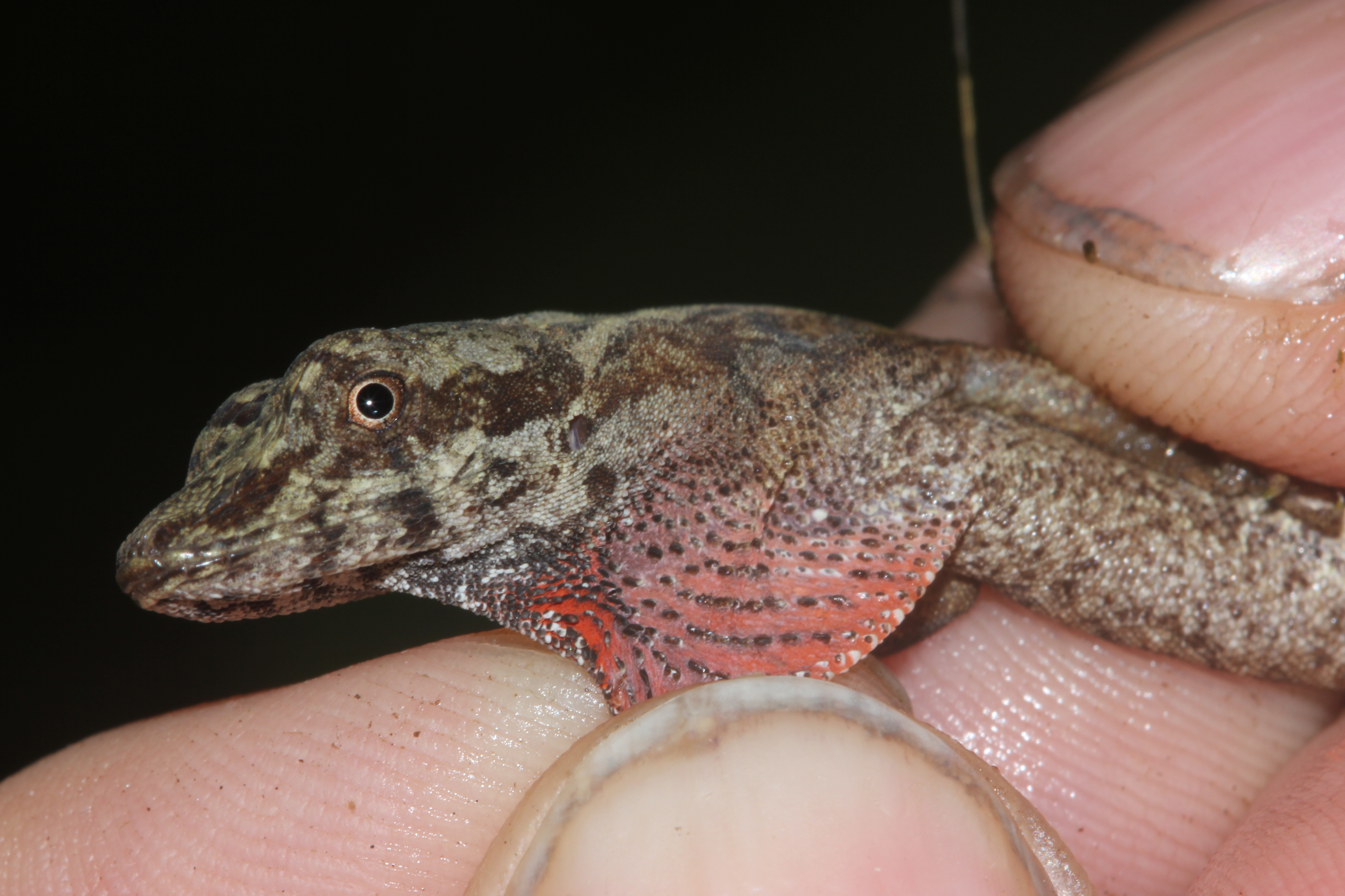 Anole Annals - Your Source For The Latest On Anolis Lizards.