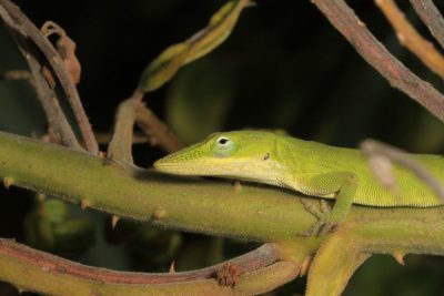Inexperienced Anole Perching Knowledge from the Ogasawara Islands – Anole Annals