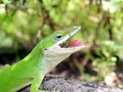 2022 Version–Two Weeks away from Submission Deadline! – Anole Annals