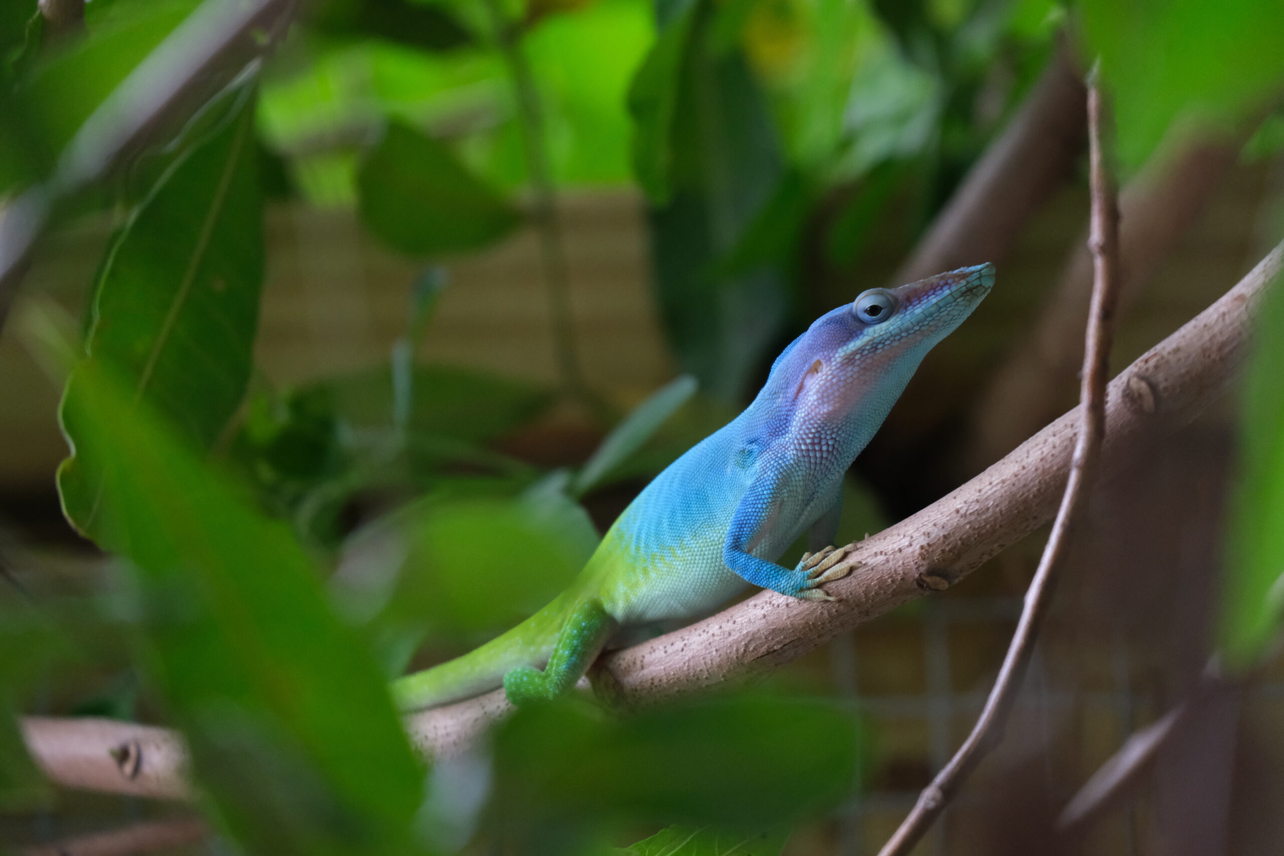 copy-of-15-anole-annals