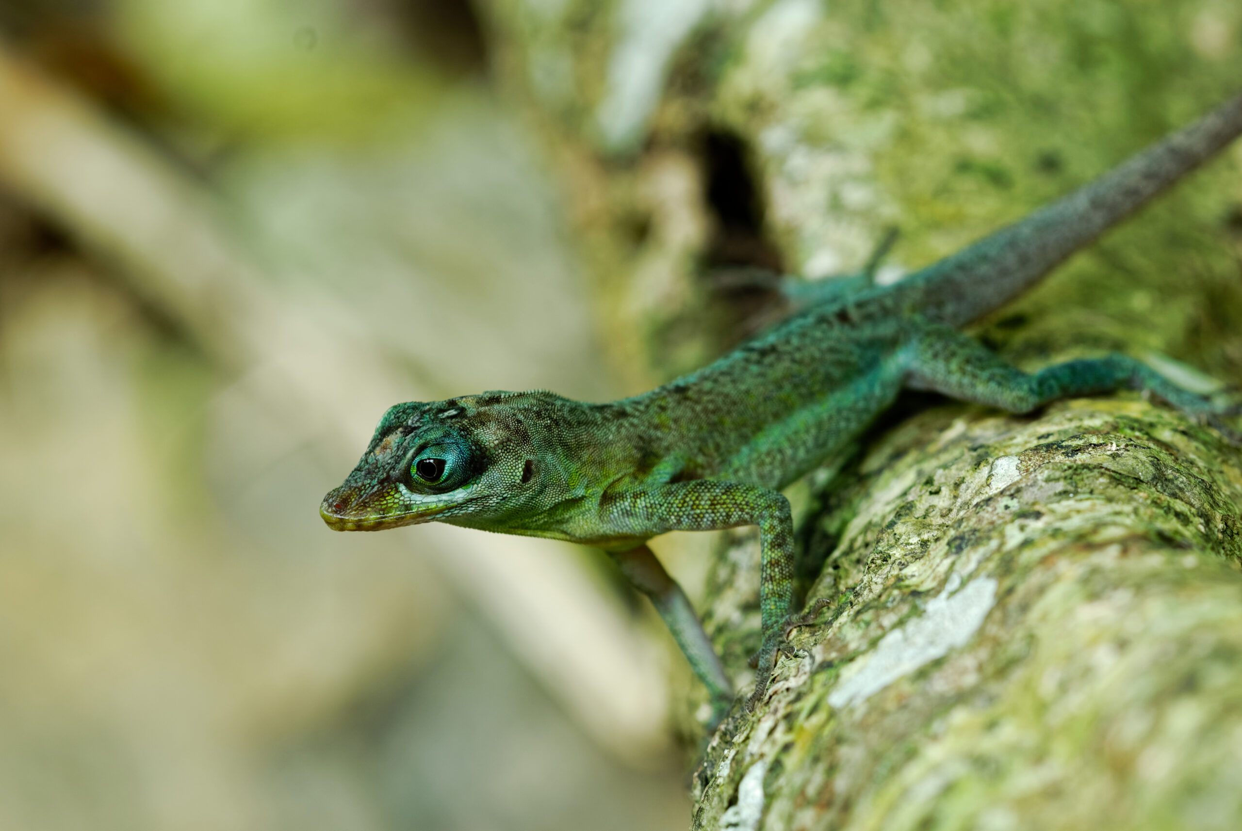 copy-of-22-anole-annals